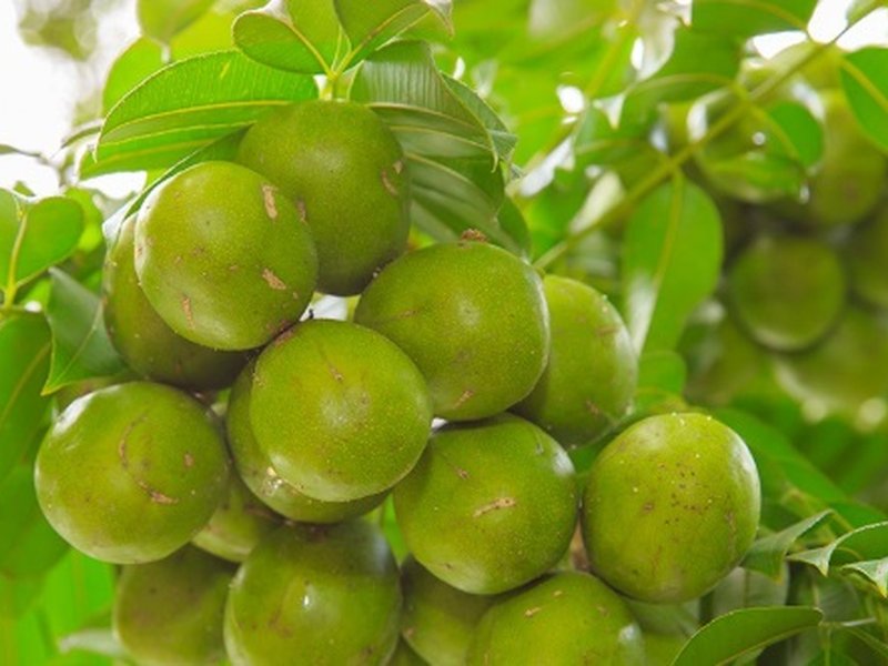 विटामिन सी का खजाना आमड़ा, स्वाद के साथ सेहत का भी साथी 