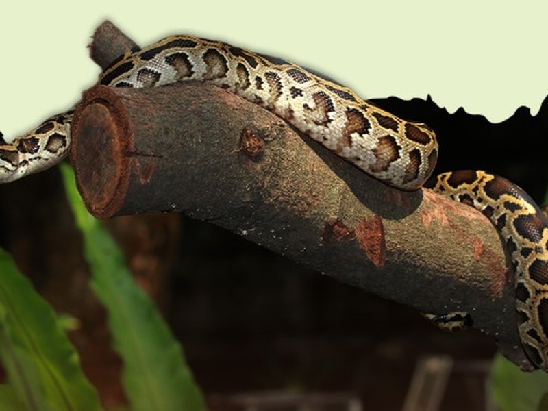 भारतीय रॉक पाइथन : जहर नहीं, ताकत है जिसकी पहचान, विशालकाय शरीर के दम पर लेता है शिकार की जान