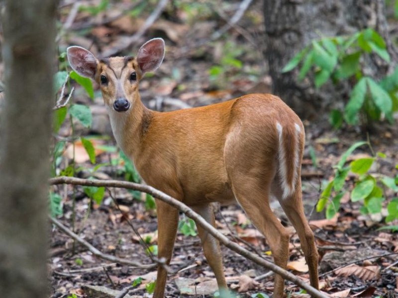 श्वान सा भौंके, नुकीले दांतों से शिकार करे, जंगल का छोटा लेकिन खतरनाक 'बार्किंग डियर'  