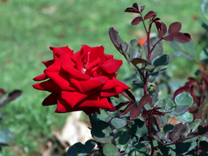 रोज डे : महज प्रेम की अभिव्यक्ति नहीं, सेहत के लिए भी वरदान है गुलाब