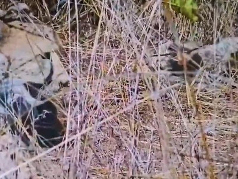 Namibian cheetah Aasha gives birth to five cubs at Kuno, India count rises to 35