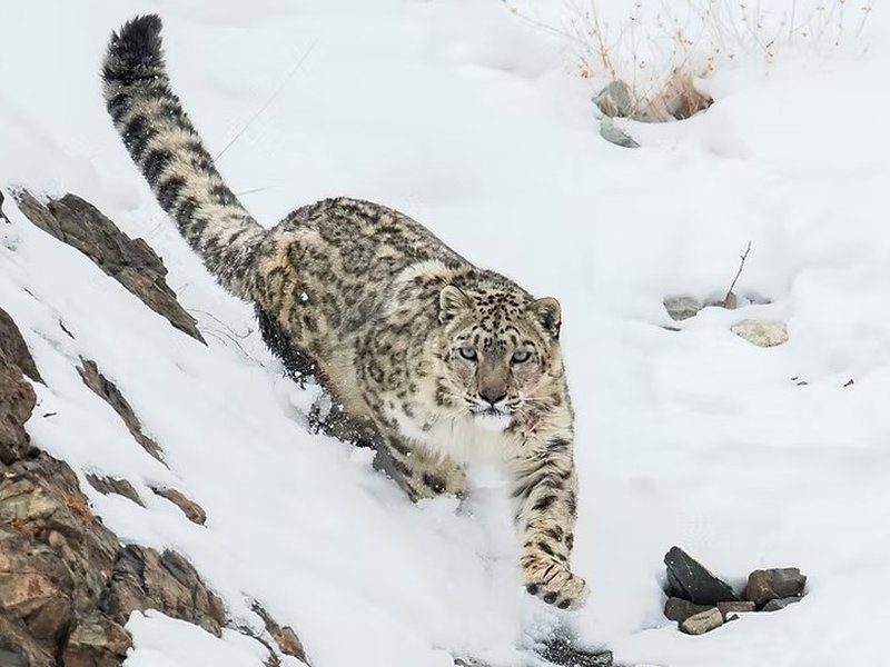 50 फीट तक छलांग... 'मायावी' हिम तेंदुए को क्यों कहा जाता है 'घोस्ट ऑफ द माउंटेंस'