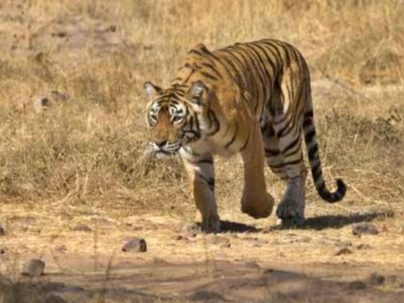 Elusive tiger continues killing cattle in Telangana's Siddipet district