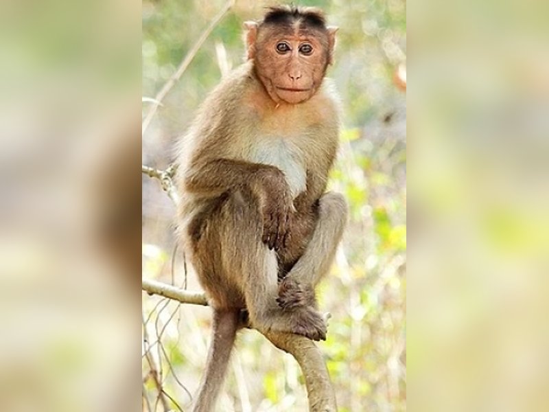 Nepal declares wild red monkey agriculture-damaging animal