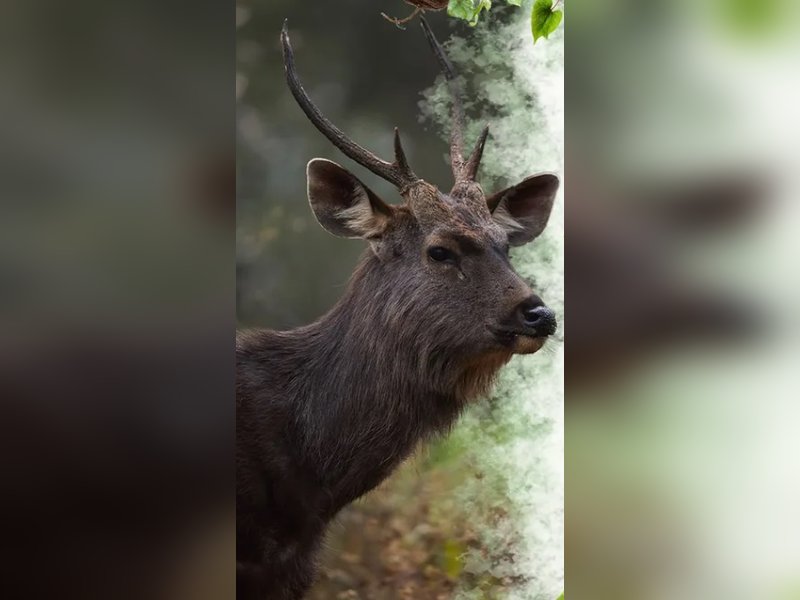 भारत का सबसे बड़ा हिरण : विशाल कद और डरावने पैंतरे, जिसके सामने कांपते हैं शिकारी  