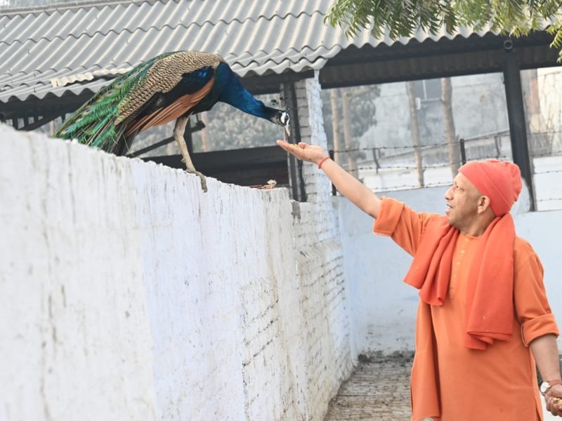 महाशिवरात्रि पर सीएम योगी ने मोर और गायों को रोटी-गुड़ खिलाया, बच्चों पर लुटाया प्यार