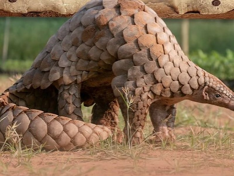 प्रकृति का शांत प्रहरी : शरीर से लंबी जीभ, मजबूत खोल को तोड़ने में शेर भी होते हैं नाकाम 