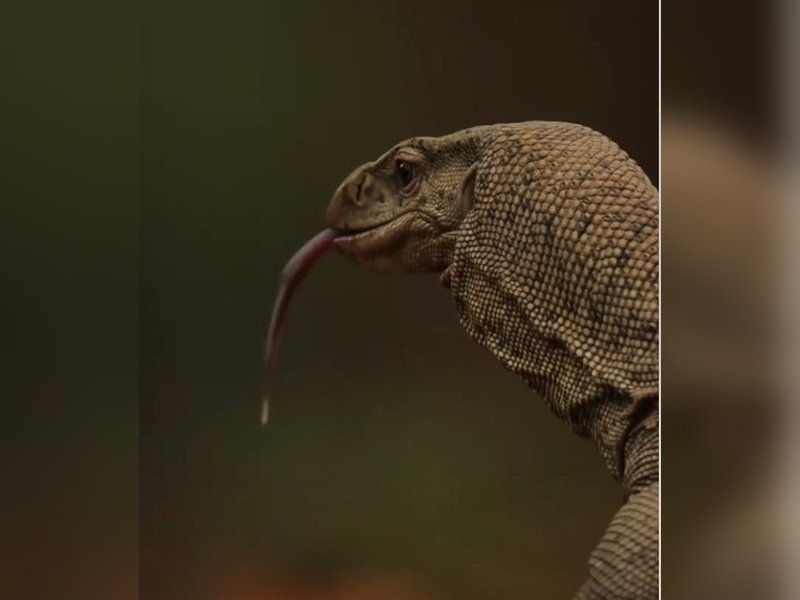 गोह, गोहटा या विषखोपड़ा... फुफकारती है यह विशाल छिपकली, इकोसिस्टम के लिए है वरदान