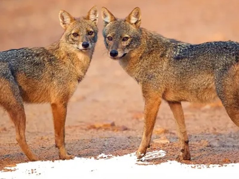 सियार: जंगल का चतुर शिकारी, इकोसिस्टम में अहम भूमिका, ताकत से ज्यादा लगाता है दिमाग 