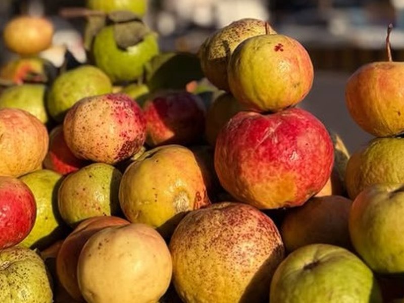 Sebiya amrud benefit