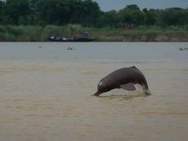Ganga dolphin