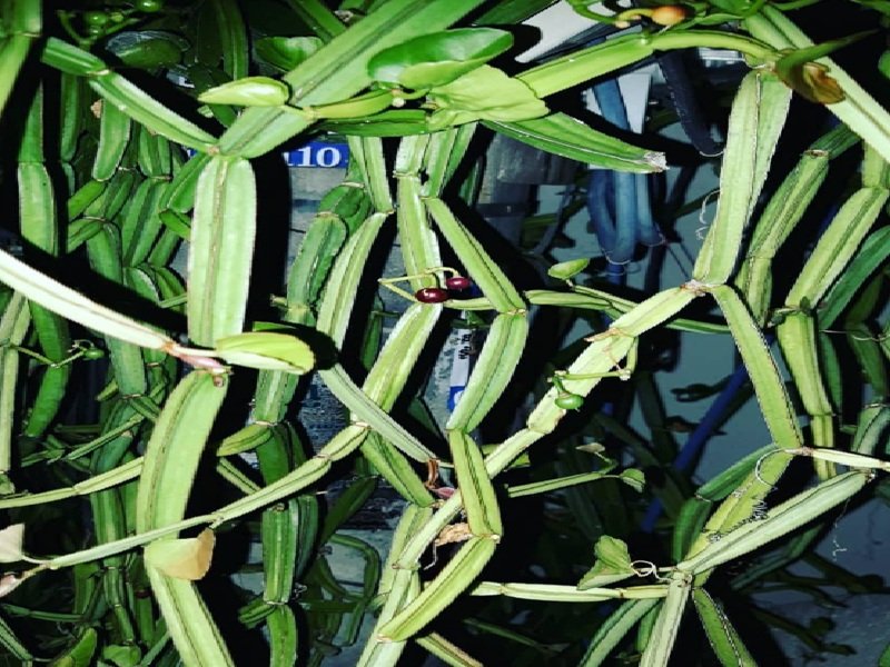 हड़जोड़: अस्थि रोग की वजह से बढ़ गई है परेशानी? यह पौधा दिलाएगा आराम