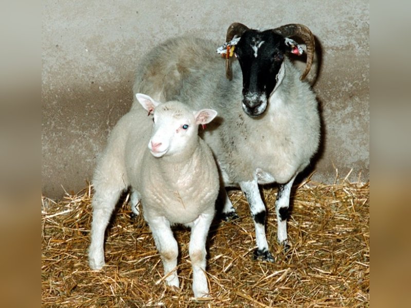 Cloning Sheep Dolly