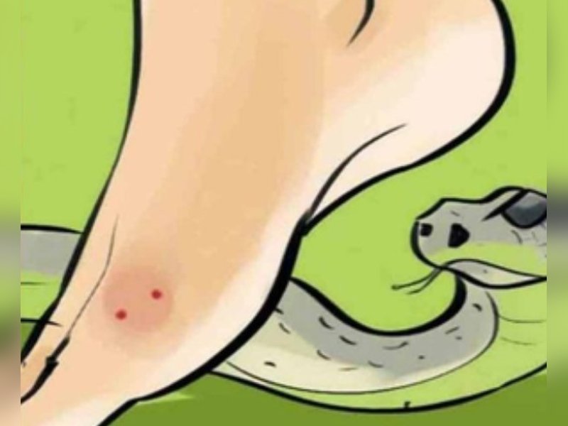 Gujarat to launch state-specific anti-venom from local snake poison to reduce deaths