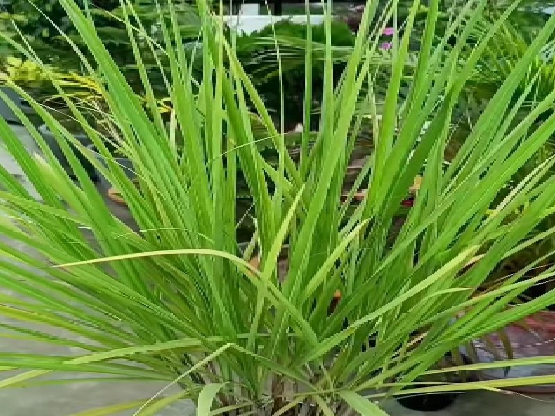 छोटा सा लेमन ग्रास है बड़े काम की चीज, खाने से लेकर लगाने में लाभकारी