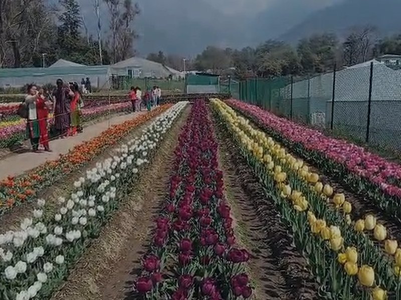 हिमाचल प्रदेश का पहला ट्यूलिप गार्डन, 70 हजार से ज्यादा पर्यटकों ने किया दीदार