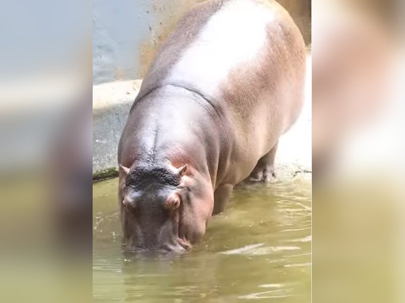 इकोसिस्टम का खास साथी दरियाई घोड़ा : पानी में डूबकर सांस लेने की क्षमता तो 3200 किलोग्राम तक होता है वजन