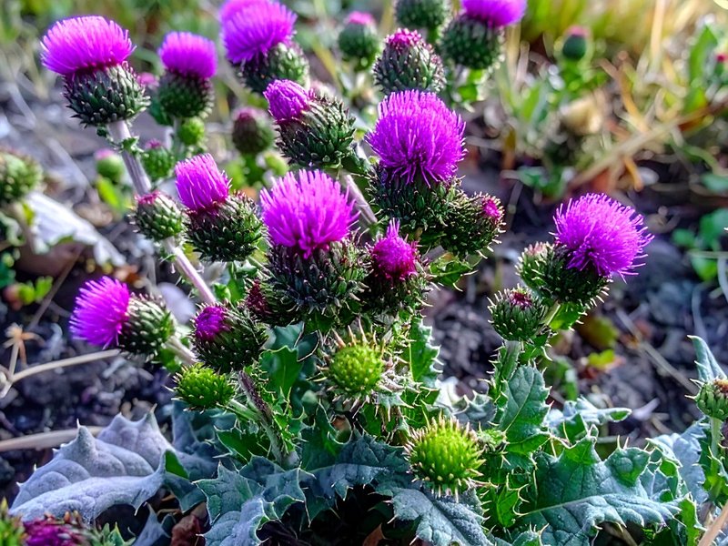 गोरखमुंडी के फायदे: सिरदर्द से किडनी स्टोन तक असरदार प्राकृतिक इलाज