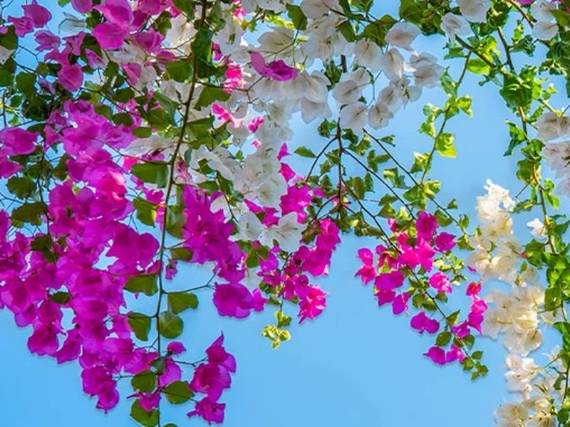 बोगनवेलिया फूल: सिर्फ सुंदर ही नहीं, बल्कि औषधीय गुणों का खजाना, तना से जड़ तक फायदेमंद