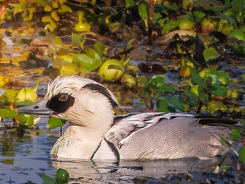Over 1 lakh migratory water birds of 107 species recorded in Assam's Kaziranga: Survey