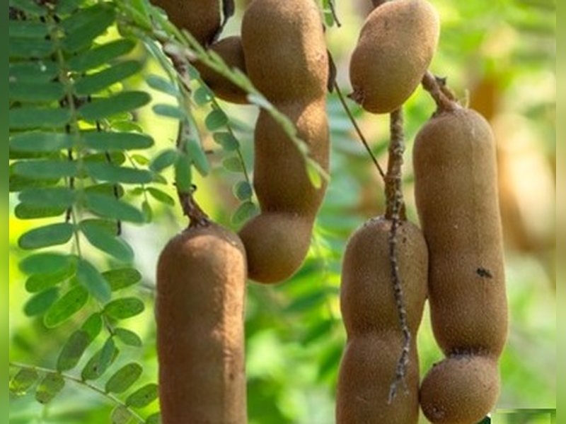 स्वाद और सेहत का खजाना: पाचन तंत्र को मजबूत कर वजन नियंत्रण में कारगर इमली