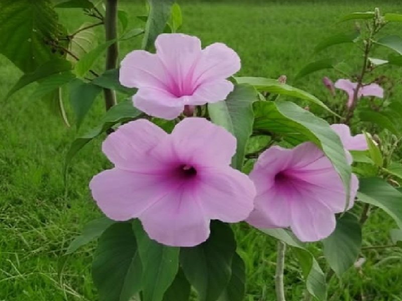 घर में जरूर उगाए ये तीन पौधे, त्वचा और पेट संबंधी रोगों से मिलेगा छुटकारा 