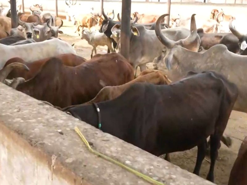 Gujarat: Ahmedabad civic body designates 126 feeding spots; deploys AI to manage stray animals (Photo: IANS)