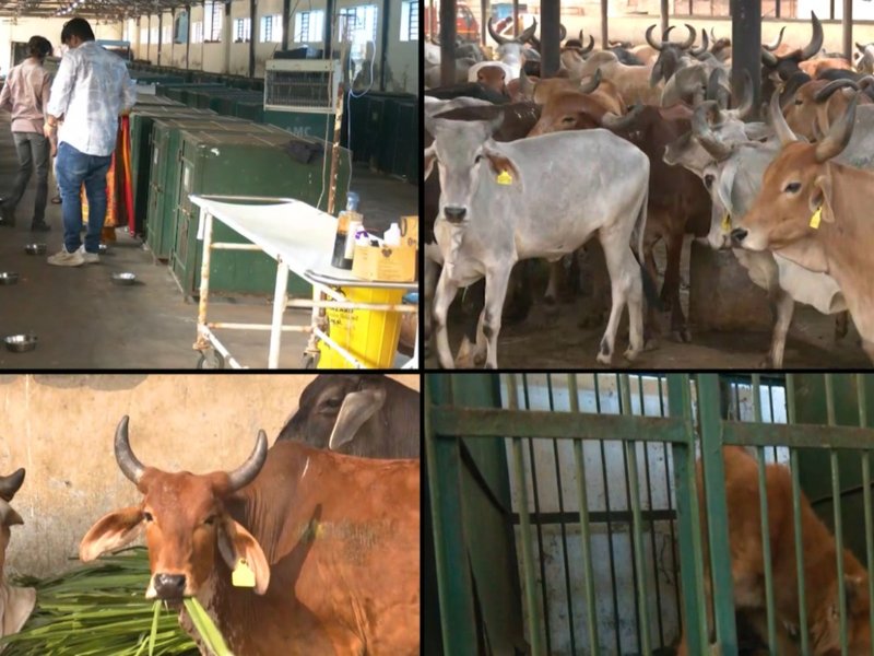 अहमदाबाद : मानव-पशु सहअस्तित्व को मजबूत करने के लिए नगर निगम की अनूठी पहल, फीडिंग स्पॉट्स और एआई तकनीक से शहर स्वच्छ