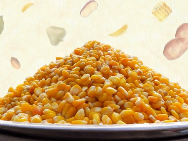 स्वीट कॉर्न स्वाद के साथ सेहत का भी खजाना, आहार में शामिल करने के मिलेंगे ये फायदे 