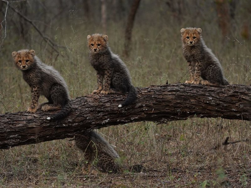 PM Modi leads nation in marking World Wildlife Day, reaffirms commitment to conservation