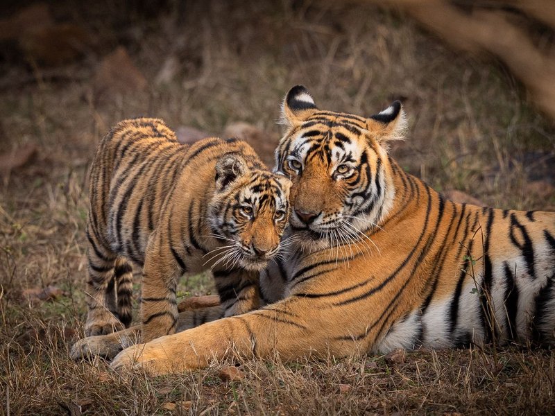 विश्व वन्यजीव दिवस धरती को समृद्ध करने वाली अद्भुत जैव विविधता का उत्सव मनाने का अवसर : पीएम मोदी