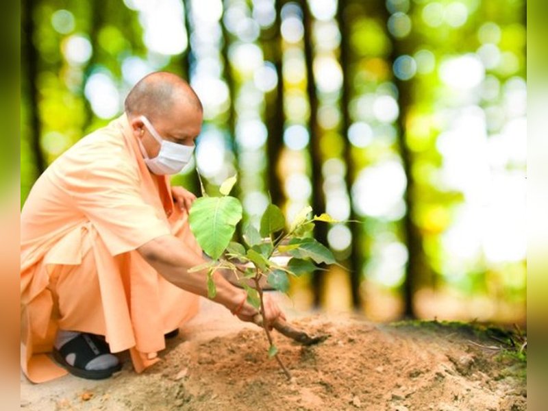 Making UP green state: Over 242 crore saplings planted in nine years
