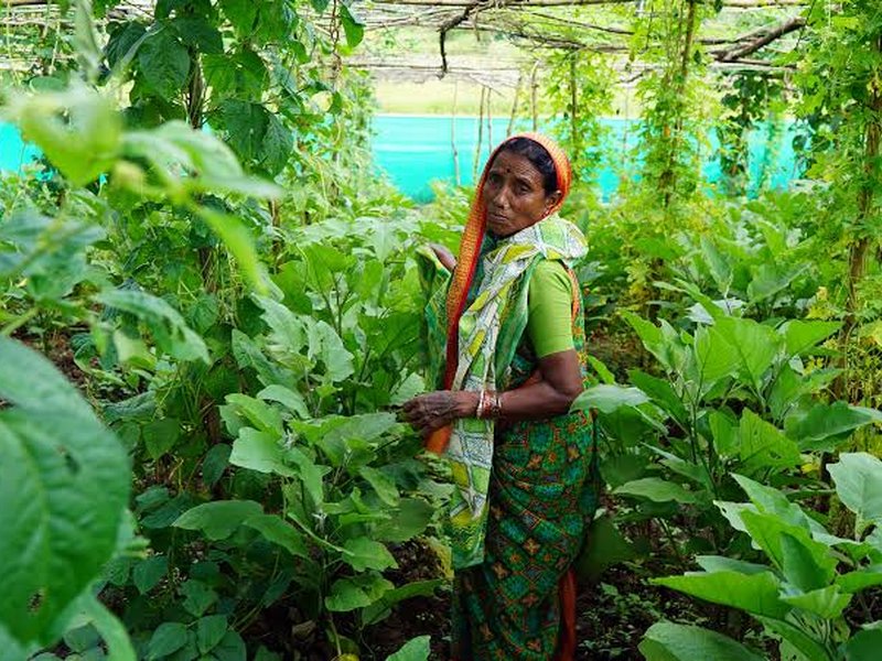 Agroecological homesteads boost women’s incomes, nutrition in Central India: Report