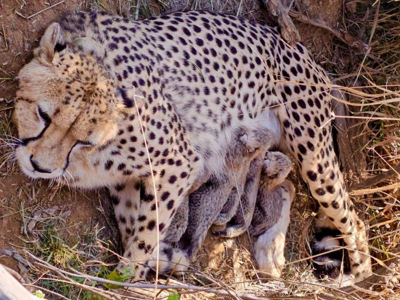 कुनो राष्ट्रीय उद्यान में 'ज्वाला' ने पांच शावकों को जन्म दिया, भारत में चीतों की संख्या 53 हुई