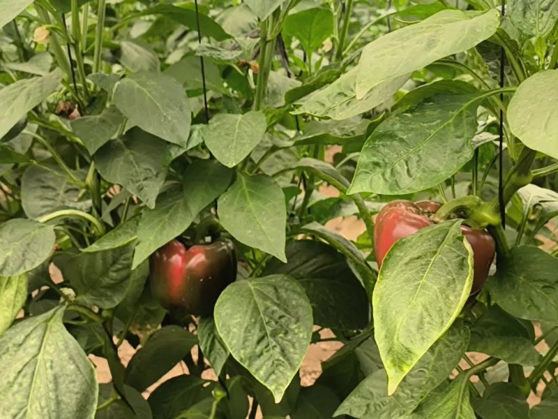 पीलीभीत में पॉलीहाउस खेती के प्रति किसानों का बढ़ रहा है रुझान