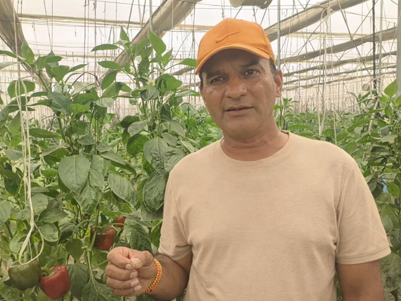 India, horticulture, UP, Pilibhit, polyhouse farming, farmers, income boost, 
