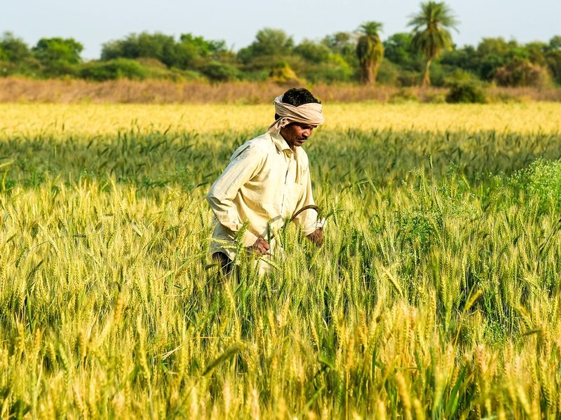 Natural farming boosts productivity, incomes by 30 pc in Andhra Pradesh: Report