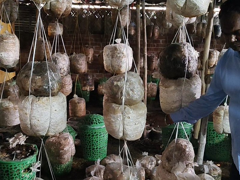 पीएमएफएमई योजना: शेखपुरा के किसान वीरू रजक ने मशरूम खेती से बदली जिंदगी, पीएम मोदी को धन्यवाद दिया 