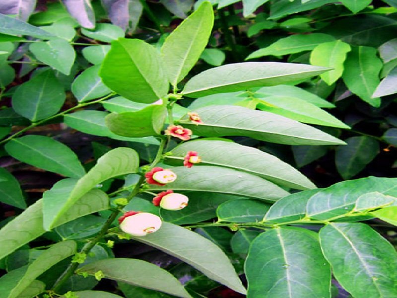 आयुर्वेद का मल्टीविटामिन: विटामिन की कमी से जूझ रहे लोगों के लिए वरदान है चक्रमुनि का पौधा