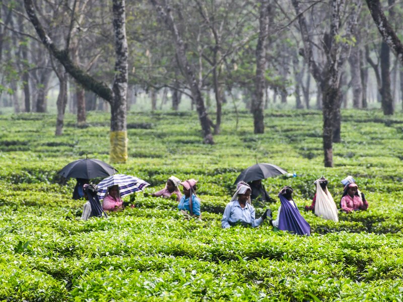 Nepal: Tea producers shut factories, say India's strict import rules complicating exports (Representational photo)