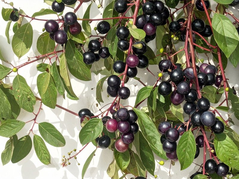 एक ऐसी औषधीय झाड़ी, जिसके फल से लेकर जड़ तक में छिपा है सेहत का राज