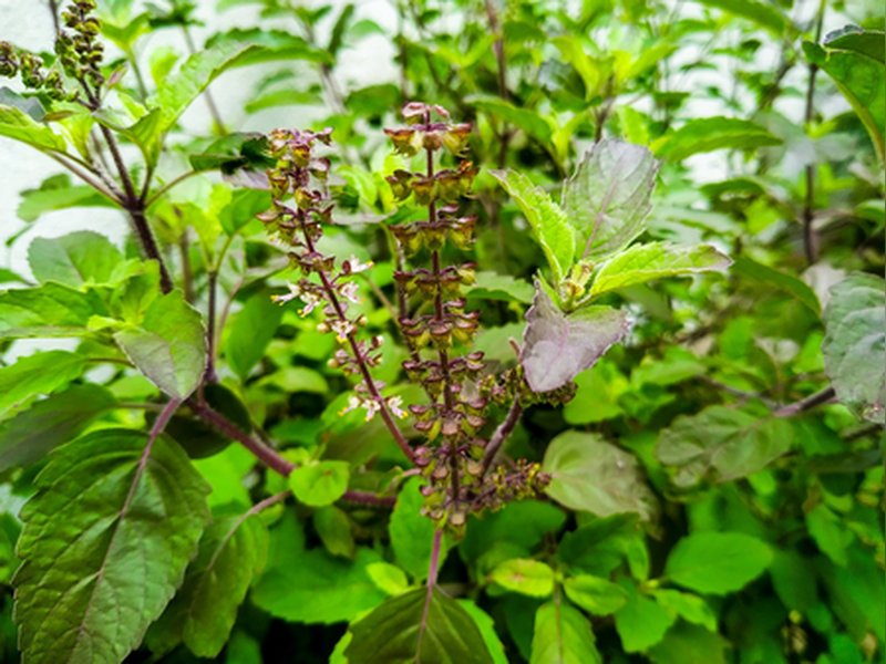 नवरात्र विशेष : इस 'तुलसी' के चढ़ाने से नाराज नहीं अति प्रसन्न होती हैं भगवती, औषधीय गुणों से भरपूर 