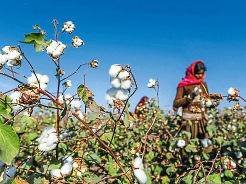 Cabinet okays MSP funding of Rs 1,718.56 crore to CCI to empower cotton farmers