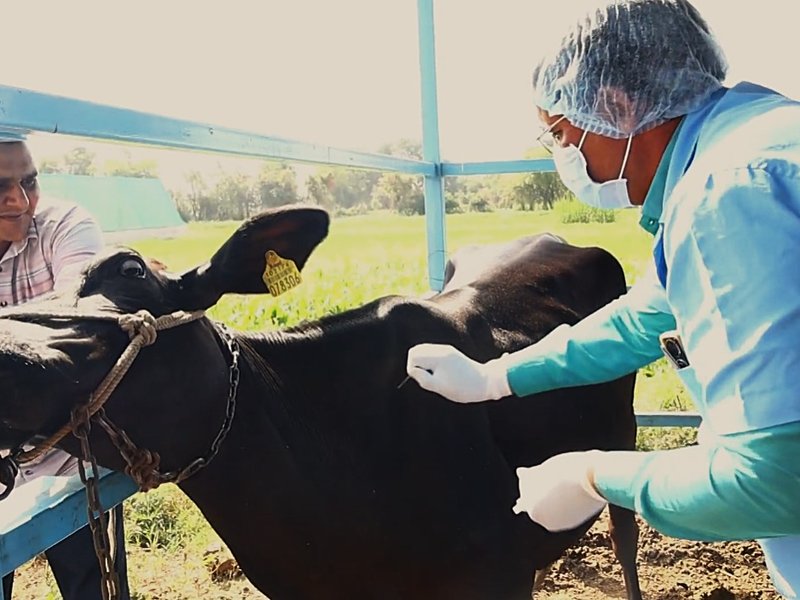 Gujarat cuts spread of foot and mouth disease to 3 pc as vaccination drive boosts herd immunity