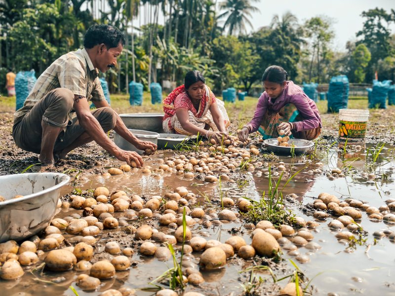 Trinamool govt's 'failure' to address potato farmers' woes likely to impact Bengal poll outcome