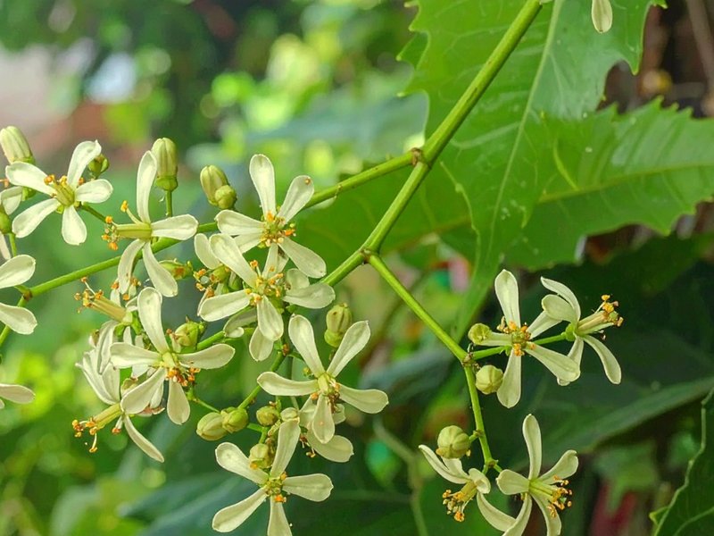 हीटवेव से अपच तक को दूर करने में कारगर, गर्मी में सेहत के लिए वरदान से कम नहीं 'नीम का फूल' 