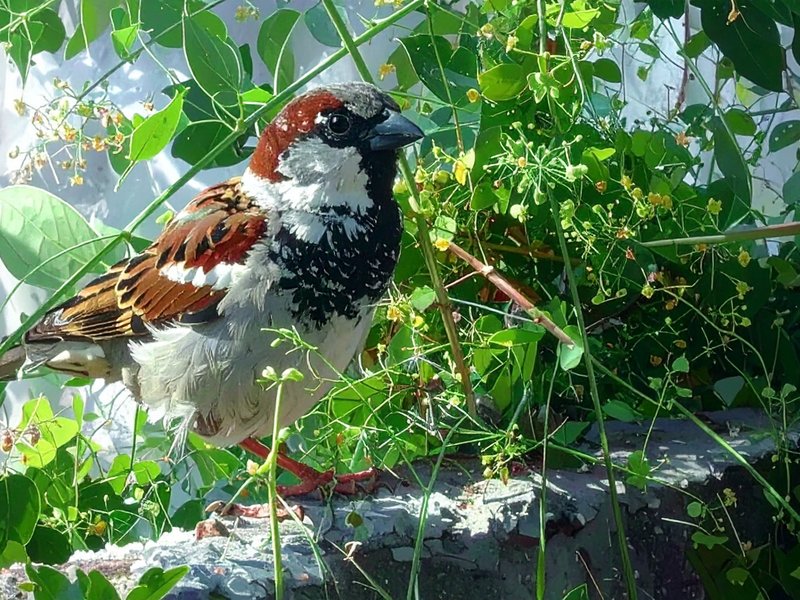 विश्व गौरैया दिवस: घटती संख्या के बीच छोटे पक्षियों को बचाने का वैश्विक प्रयास