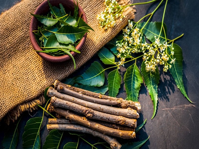 वर्ल्ड ओरल हेल्थ डे: ब्रश से सौ गुना बेहतर दातुन, नीम से जामुन तक मौसम के अनुसार करें इस्तेमाल