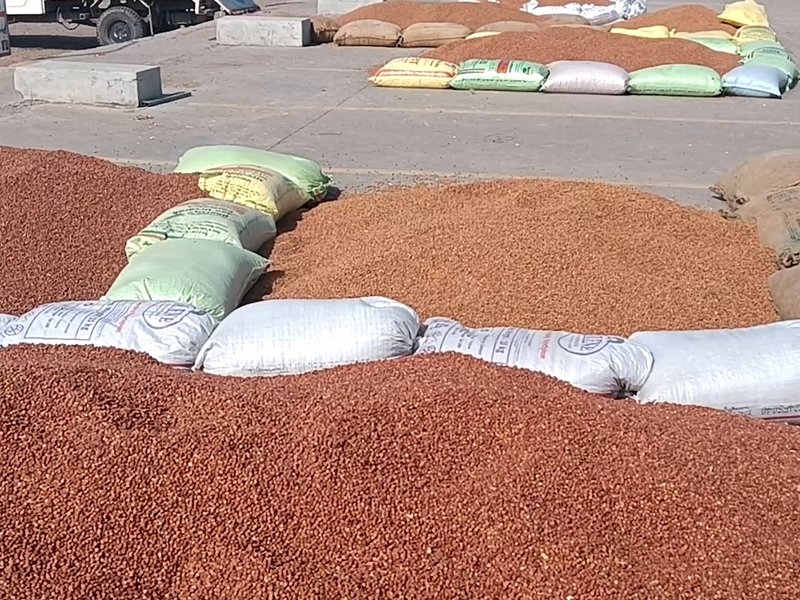 चना और सरसों की एमएसपी पर खरीद शुरू, हजारों किसानों ने कराया पंजीकरण