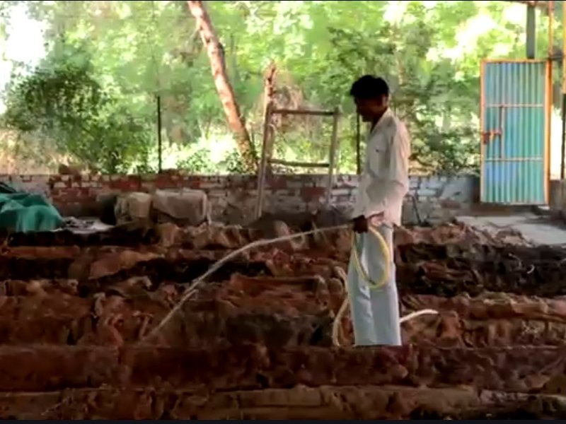 गुजरात वैकल्पिक ऊर्जा के इस्तेमाल में बन रहा आत्मनिर्भर, 250 छात्राओं का संस्थान बना बायोगैस का सफल मॉडल